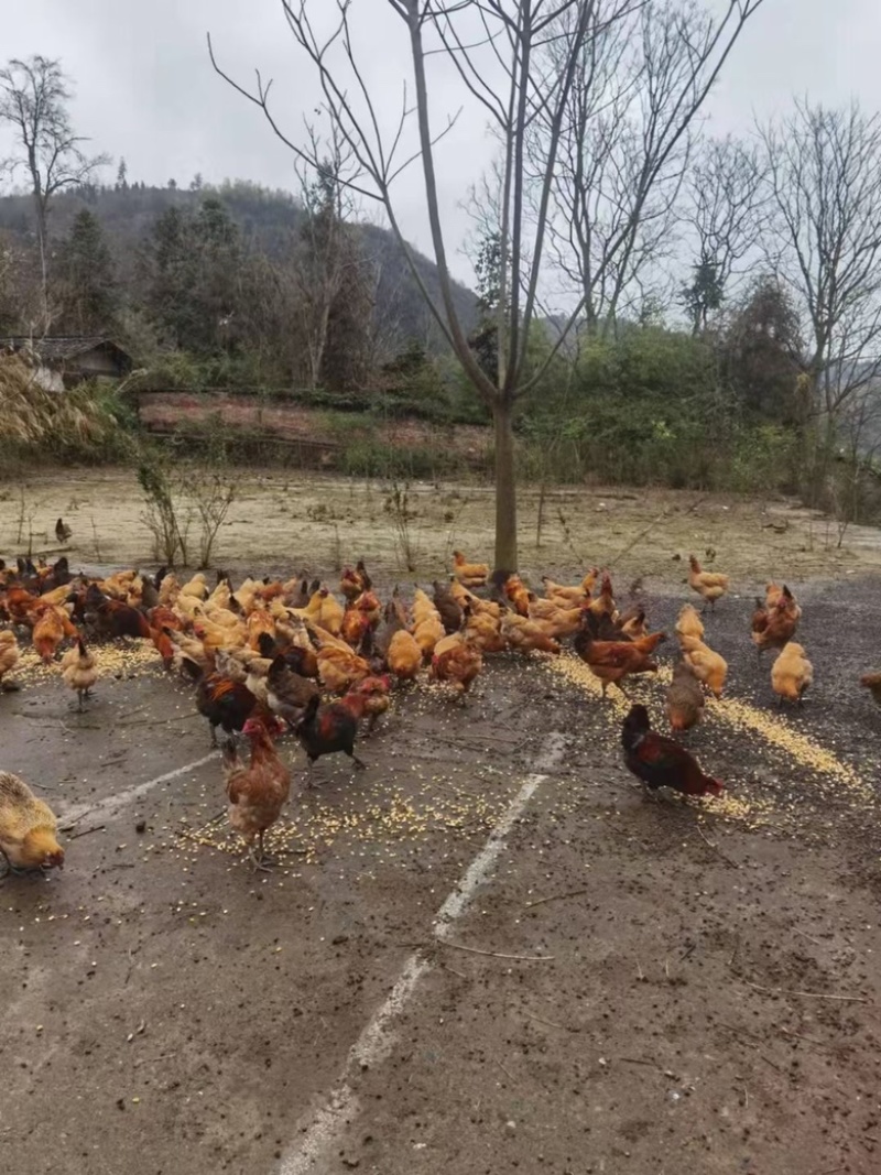 8个月以上土鸡