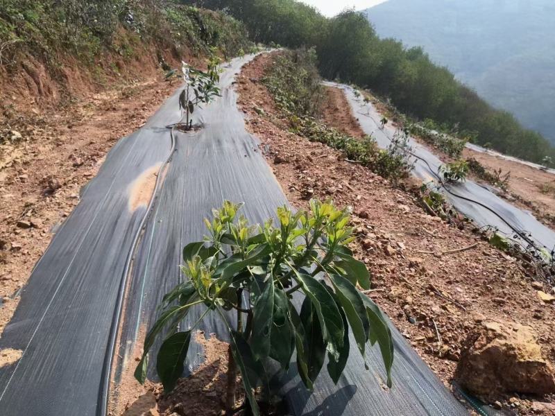 抗老化性能好pe防草布质保5年杂草克星防草布价格