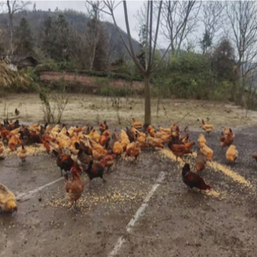 8个月以上土鸡