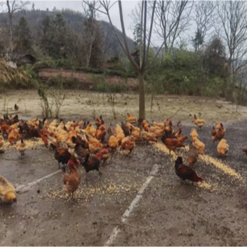 8个月以上土鸡