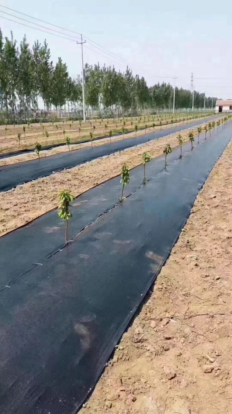 果园果树苗打孔切片防草布编织防草布黑色盖草布