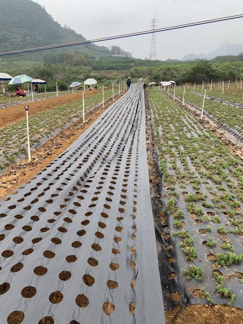 果园果树苗打孔切片防草布编织防草布黑色盖草布