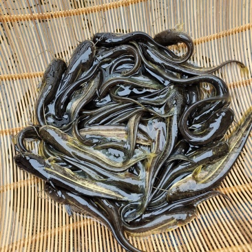 大口鲶鱼苗