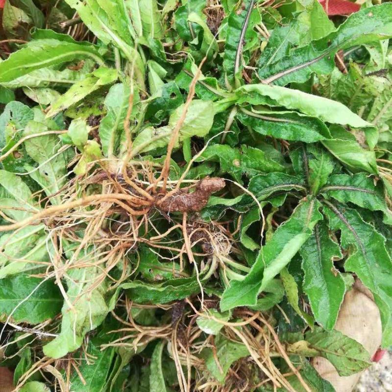 苦地胆草，野生采集一手货源，产地直供道地药材，药典标准品
