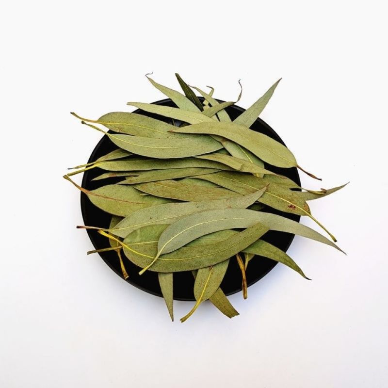 桉叶桉树叶大叶桉大桉树叶橡树叶桉叶中药材