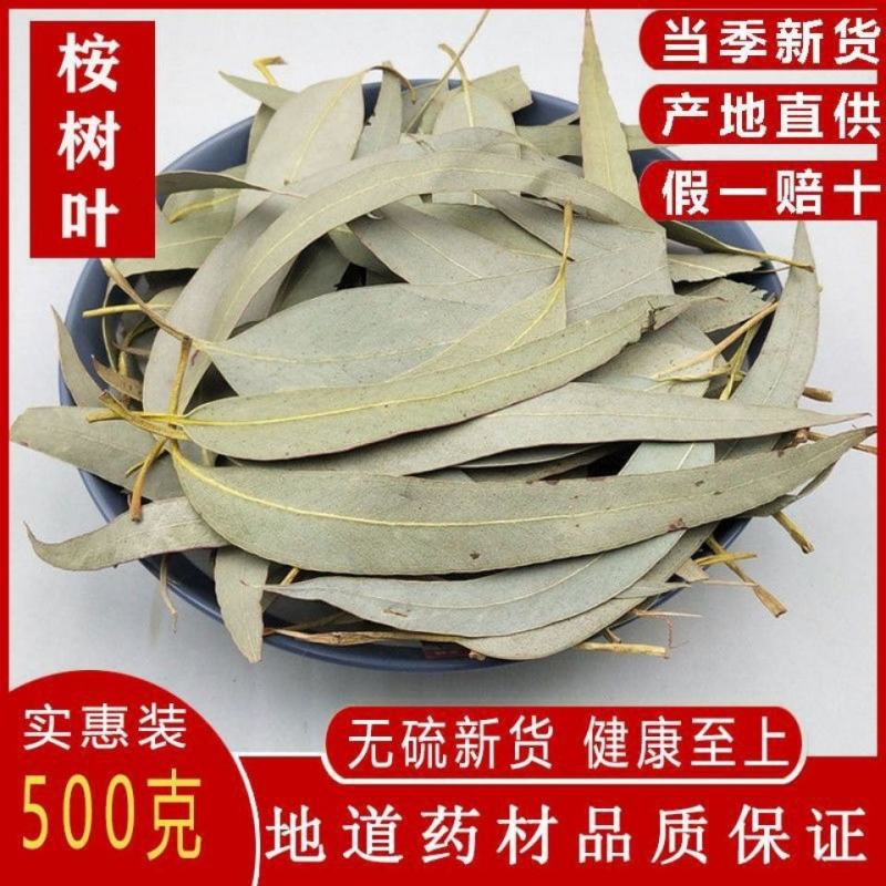 桉叶桉树叶大叶桉大桉树叶橡树叶桉叶中药材