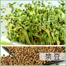 茶豆种子生茶豆芽茶豆苗芽苗菜可代替黑豆当季新种