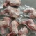 鲜羊肉大草原烤羊前腿鲜羊肉基地直发视频看货质量好价格低