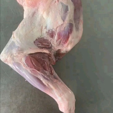 鲜羊肉大草原烤羊前腿鲜羊肉基地直发视频看货质量好价格低