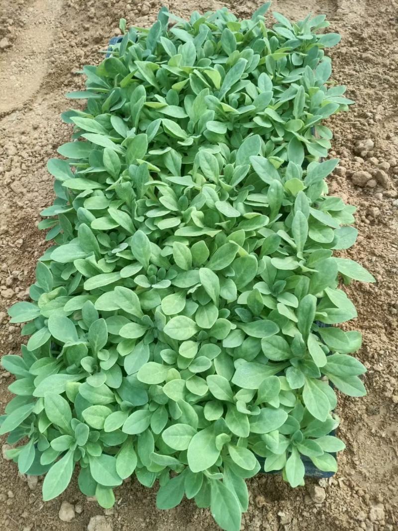 一串红种苗一串红穴盘苗一串红育苗基地一串红小苗