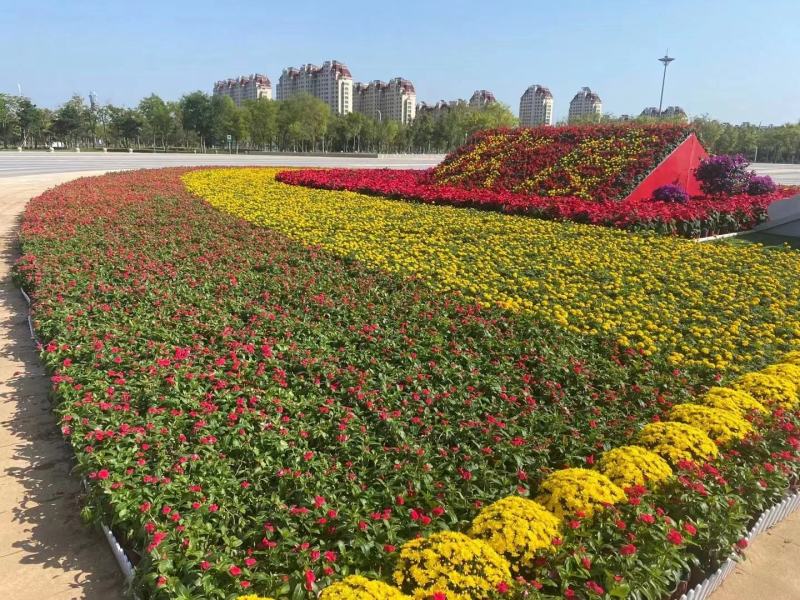 一串红种苗一串红穴盘苗一串红育苗基地一串红小苗