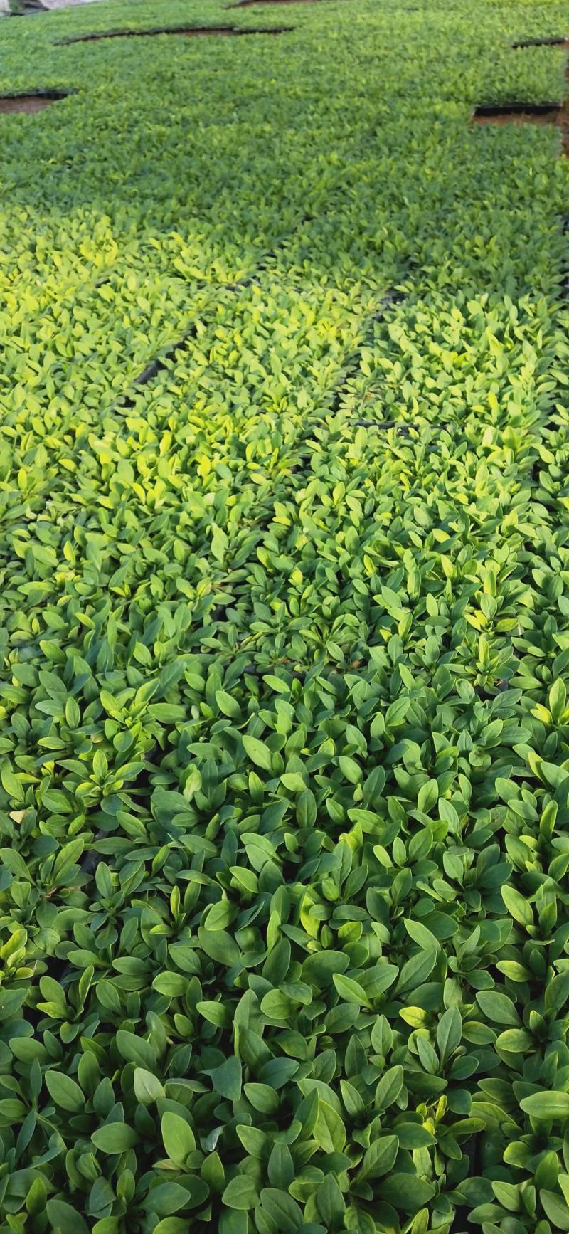 一串红种苗一串红穴盘苗一串红育苗基地一串红小苗