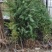 袋装沙树苗，川西苗木种植有限公司基地直销，出售各种优质嫁