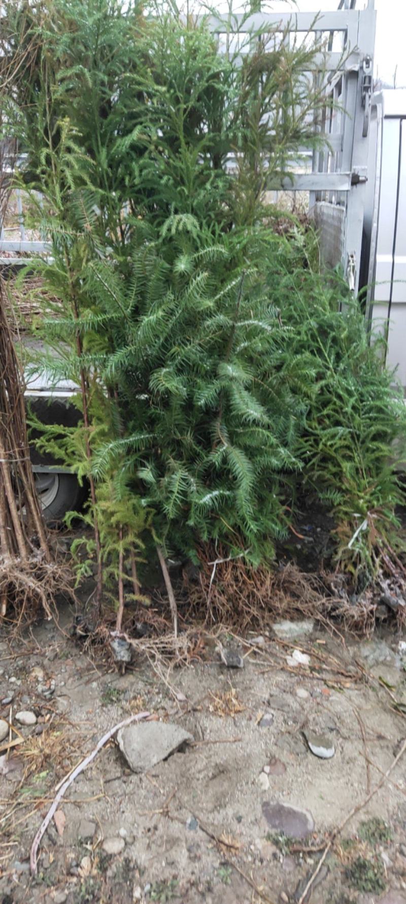 袋装沙树苗，川西苗木种植有限公司基地直销，出售各种优质嫁