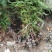 袋装沙树苗，川西苗木种植有限公司基地直销，出售各种优质嫁