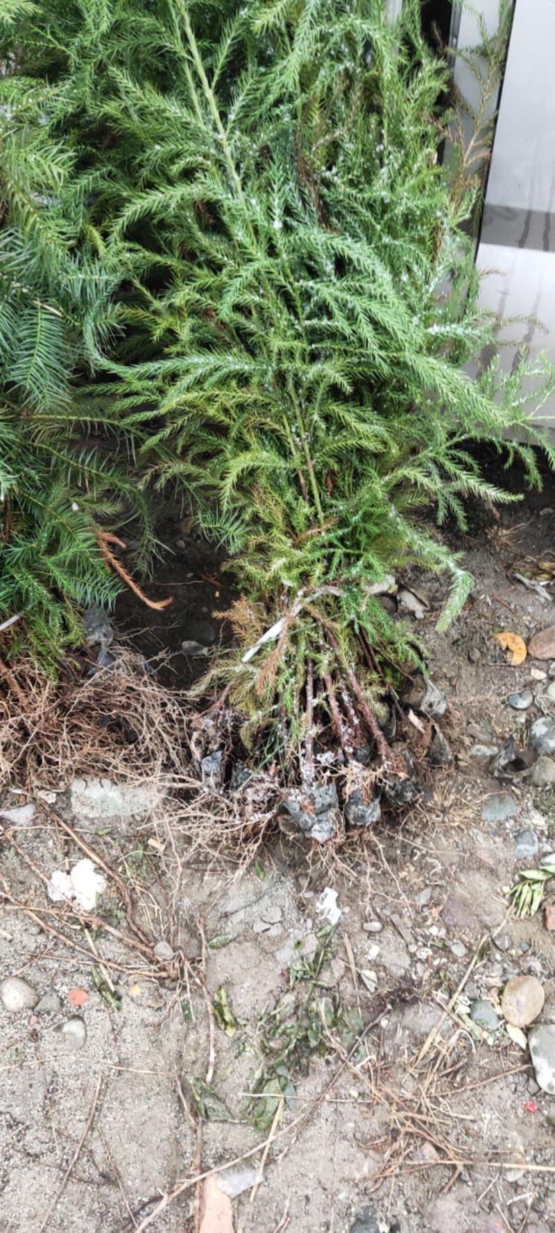 袋装沙树苗，川西苗木种植有限公司基地直销，出售各种优质嫁
