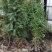 袋装沙树苗，川西苗木种植有限公司基地直销，出售各种优质嫁