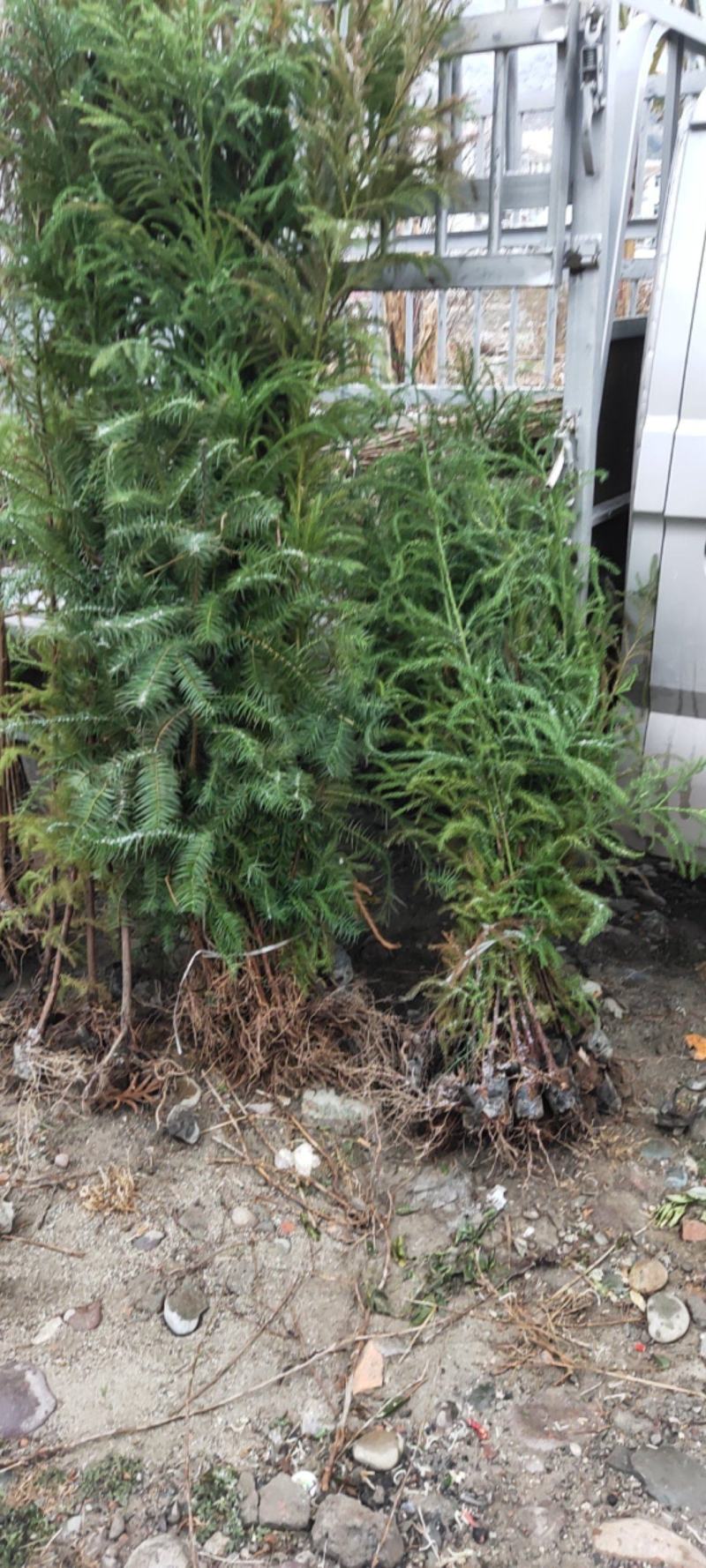 袋装沙树苗，川西苗木种植有限公司基地直销，出售各种优质嫁