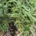 袋装沙树苗，川西苗木种植有限公司基地直销，出售各种优质嫁