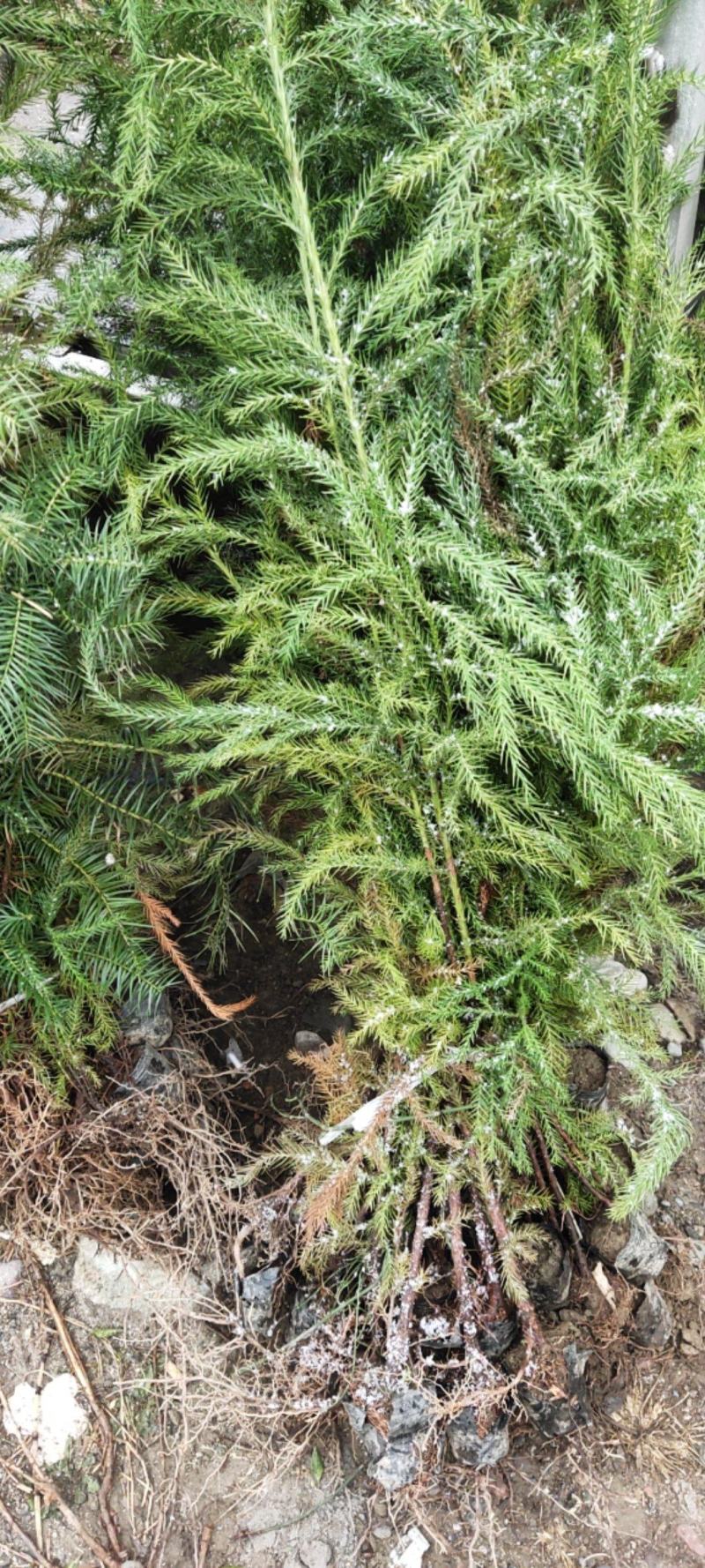 袋装沙树苗，川西苗木种植有限公司基地直销，出售各种优质嫁