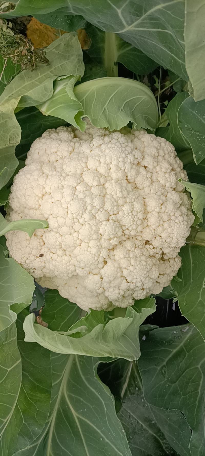精品青梗花菜，