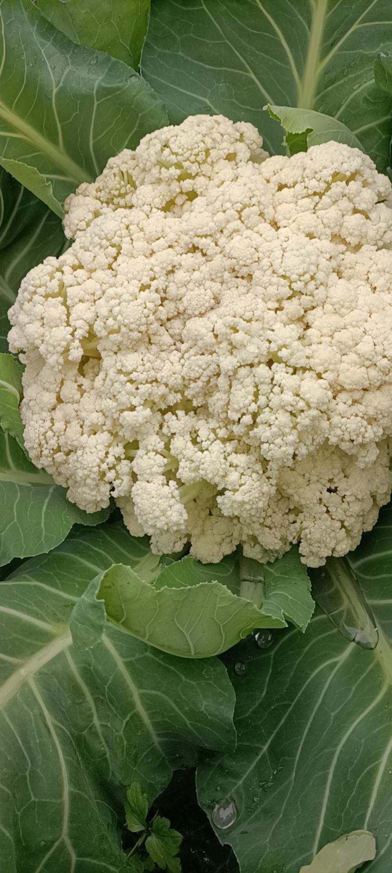 精品青梗花菜，