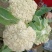 精品青梗花菜，