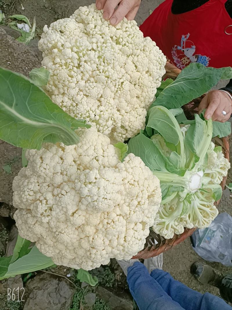 精品青梗花菜，