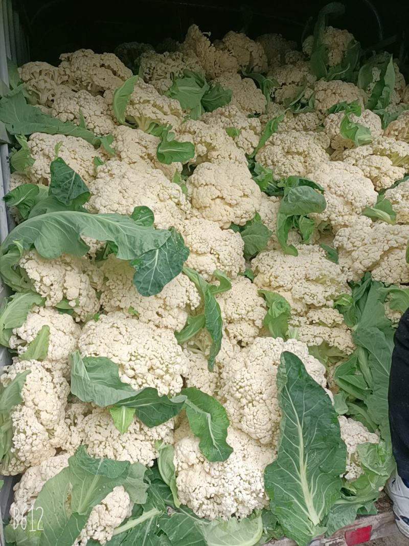 精品青梗花菜，