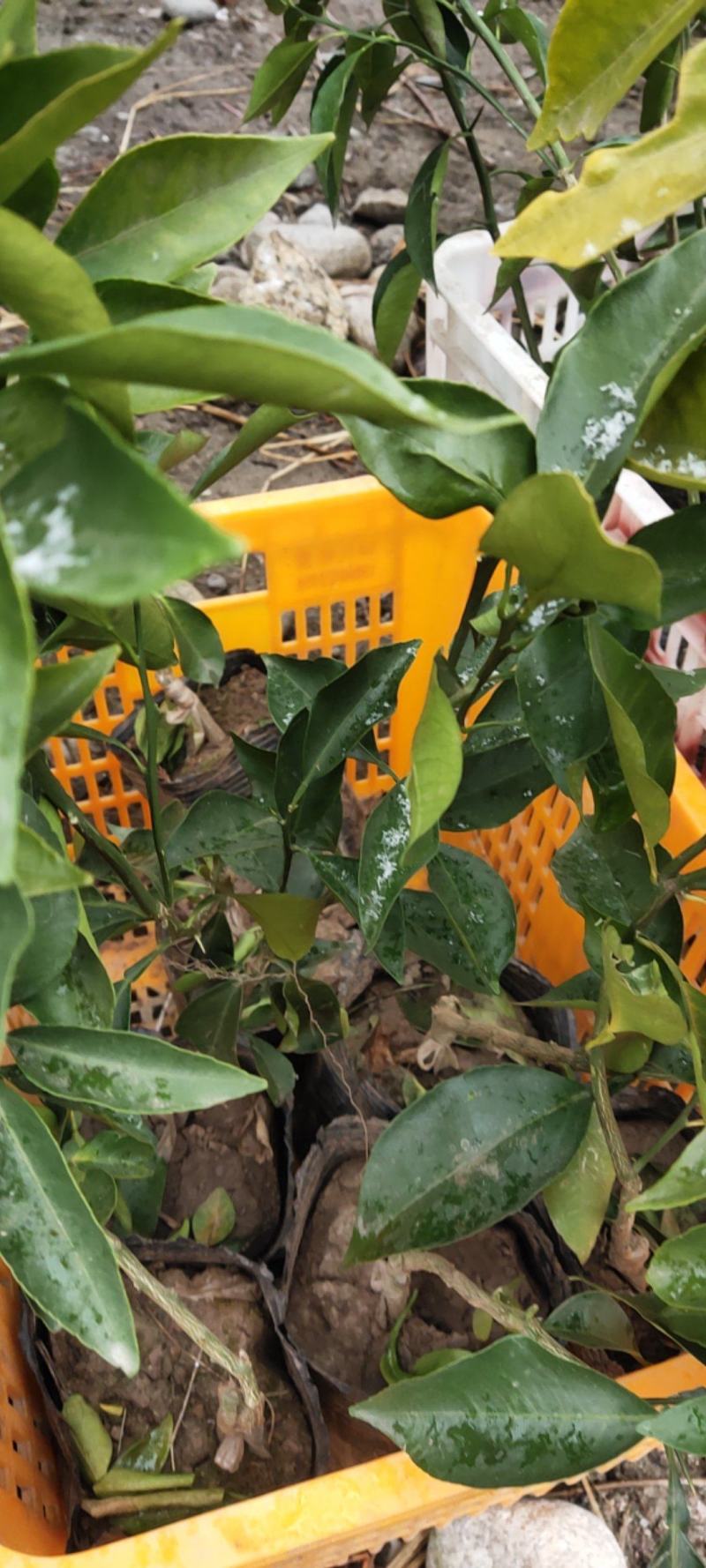 青果苗，纽荷尔脐橙苗桔橙苗，袋装苗裸根苗，一件也是批发价