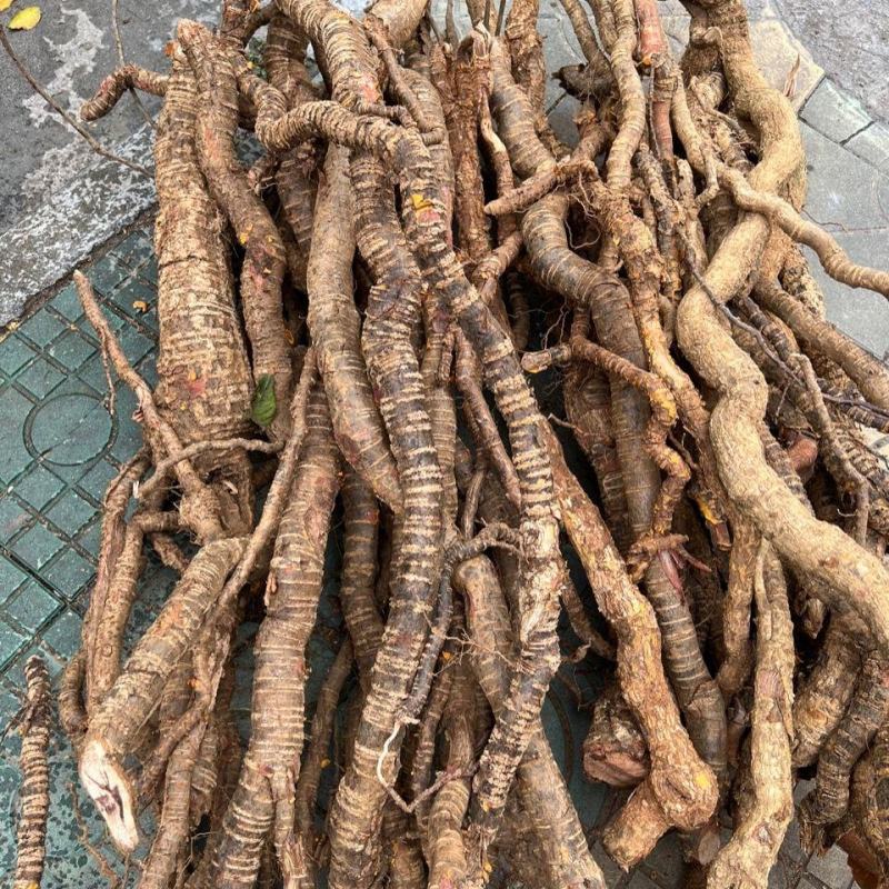 过山龙鲜条，一手货源新货，产地直供道地药材，药材品质保证
