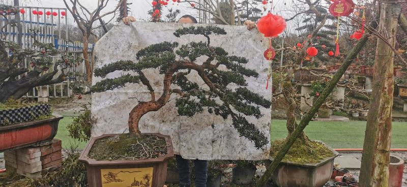 造型小叶罗汉松盆景，需要联系