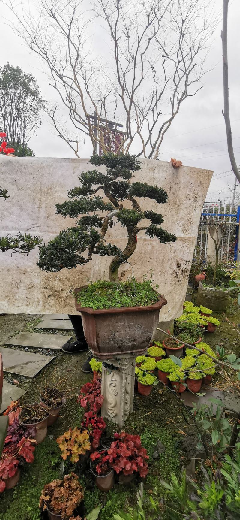造型小叶罗汉松盆景，需要联系