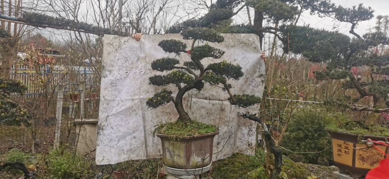 造型小叶罗汉松盆景，需要联系