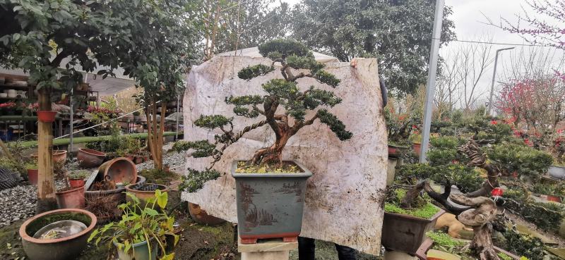 造型小叶罗汉松盆景，需要联系