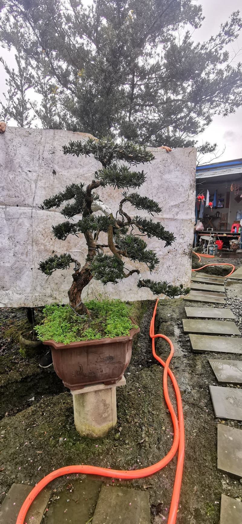 造型小叶罗汉松盆景，需要联系