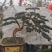 造型小叶罗汉松盆景，需要联系