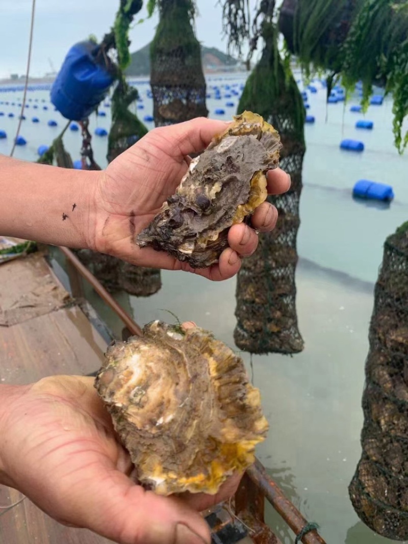 生蚝鲜活全壳烧烤新鲜半壳牡蛎广东潮汕深海生蚝净化蚝
