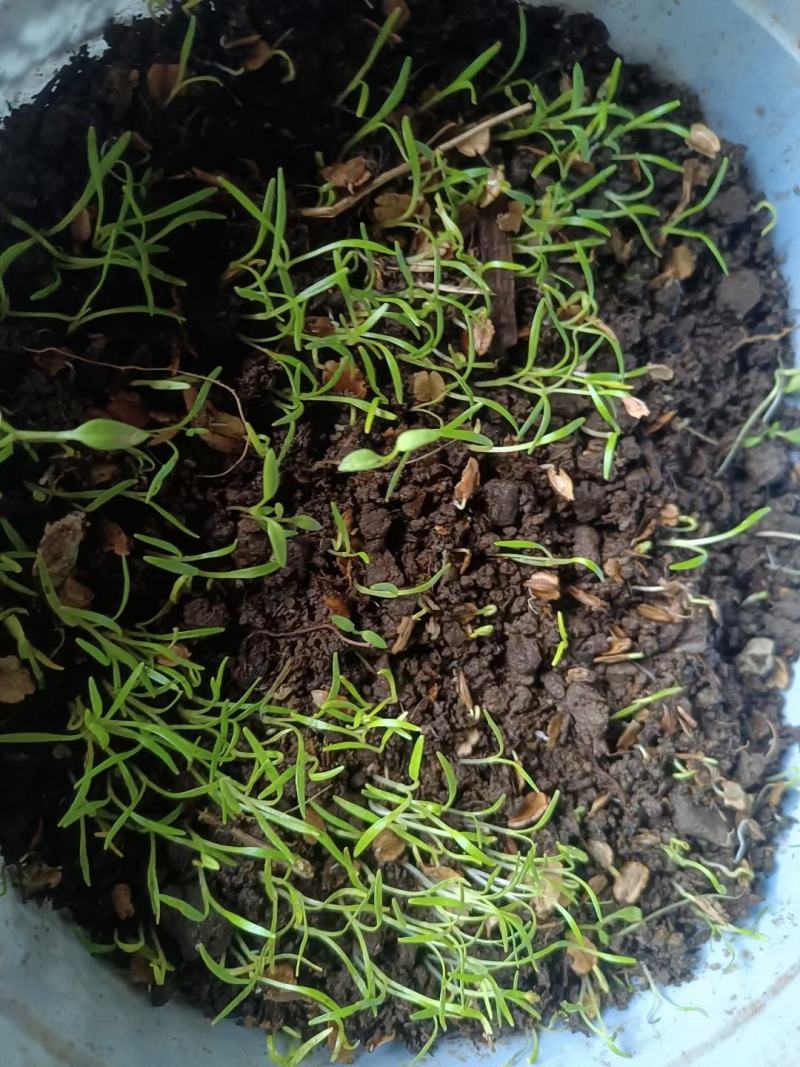 当归种子，岷县纯新当归种子，免费提供种植技术