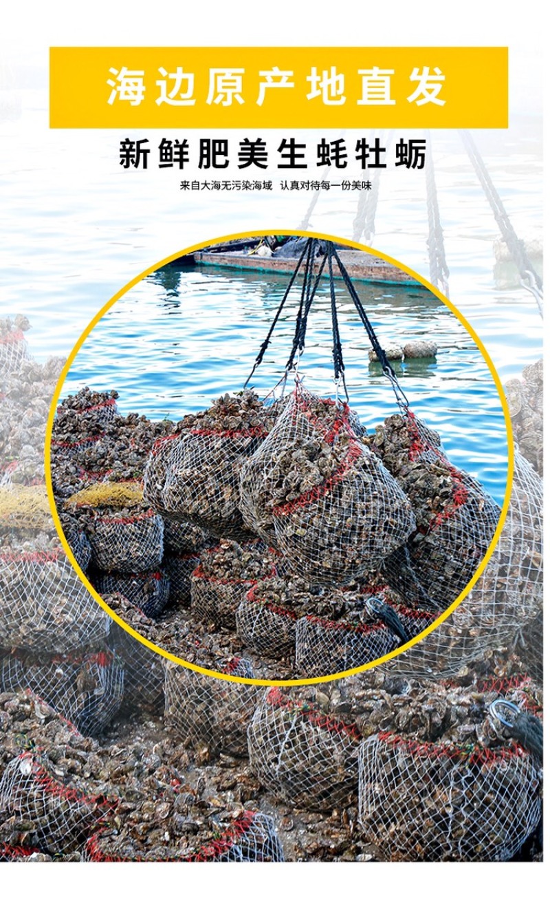 生蚝鲜活全壳烧烤新鲜半壳牡蛎广东潮汕深海生蚝净化蚝