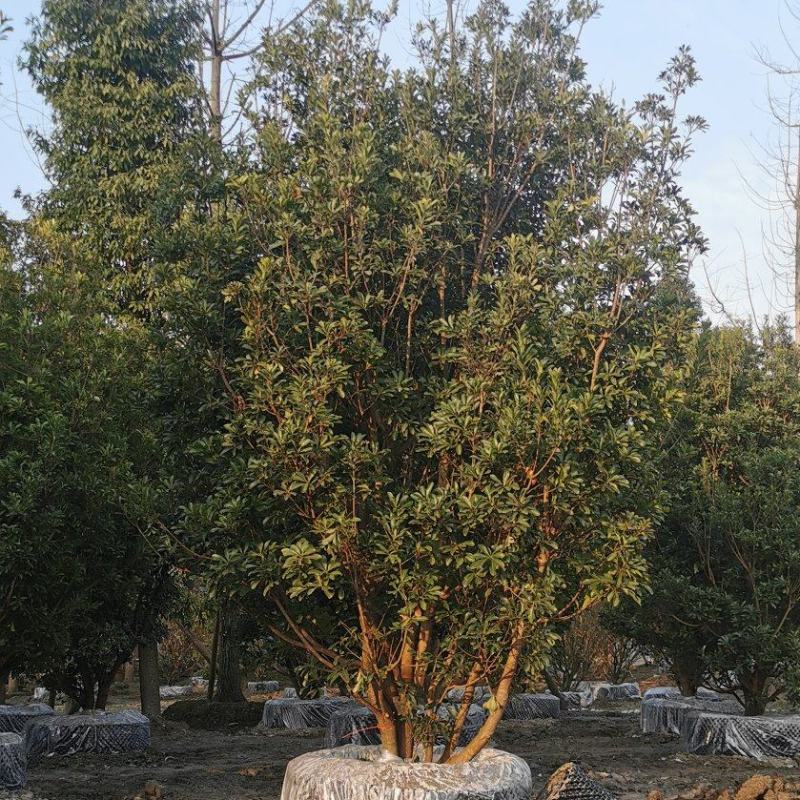 成都基地直销各规格精品熟货杨梅树，规格齐全