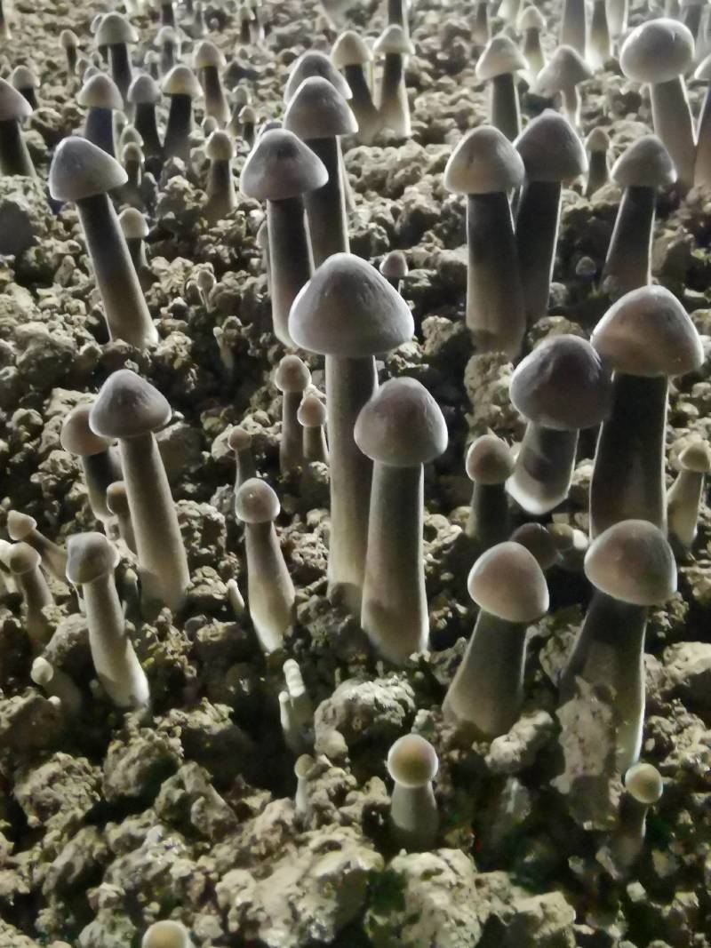 黑皮鸡枞菌