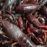 红虾通货空壳虾小龙虾全国发货包邮