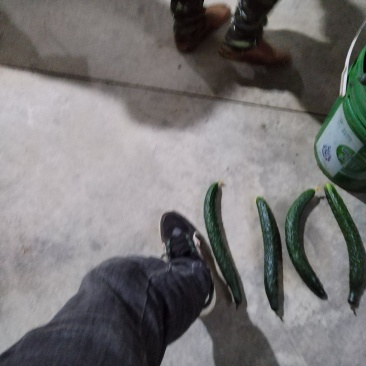 云南高原二级瓜每天，供应，十吨以上需要的老板联系