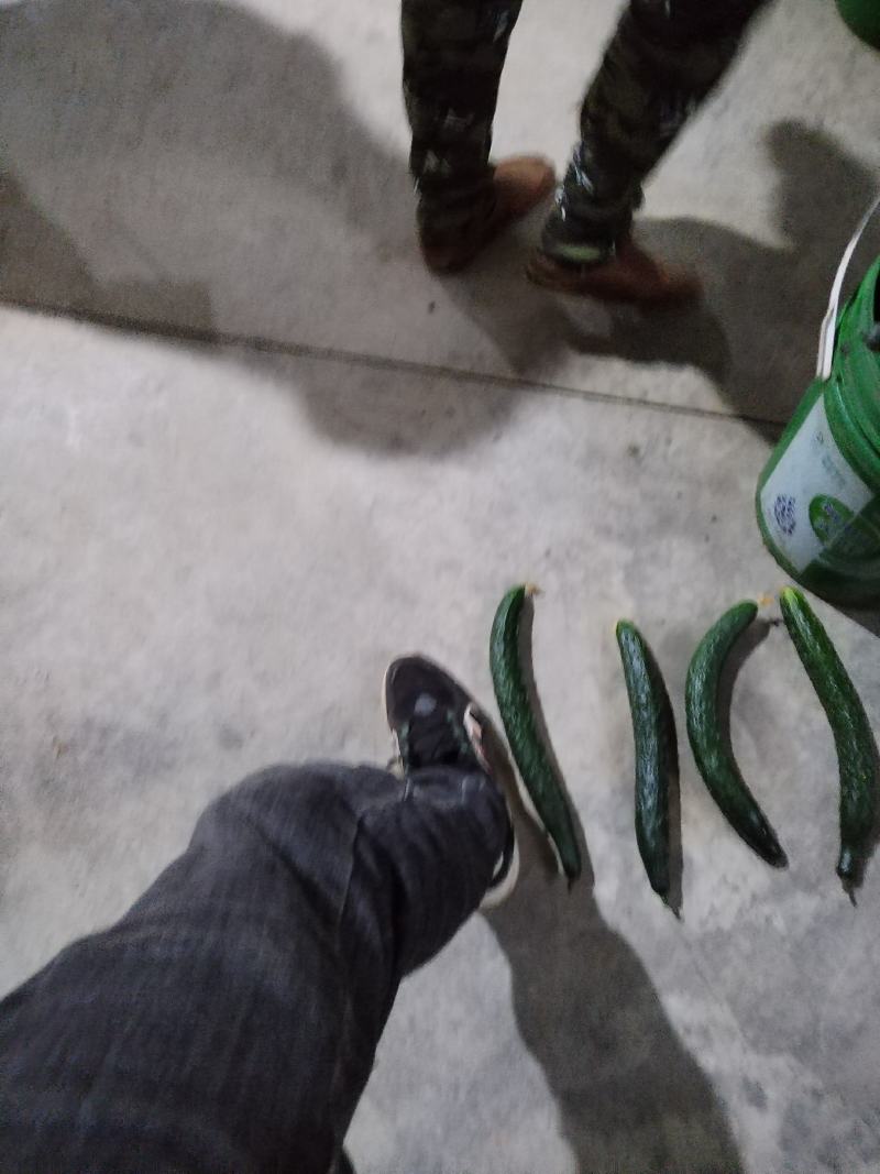 云南高原二级瓜每天，供应，十吨以上需要的老板联系