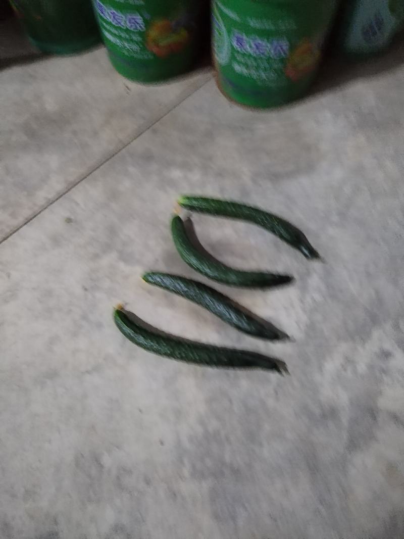 云南高原二级瓜每天，供应，十吨以上需要的老板联系