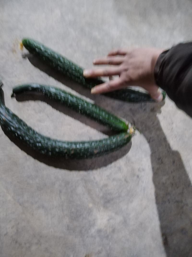 云南高原二级瓜每天，供应，十吨以上需要的老板联系