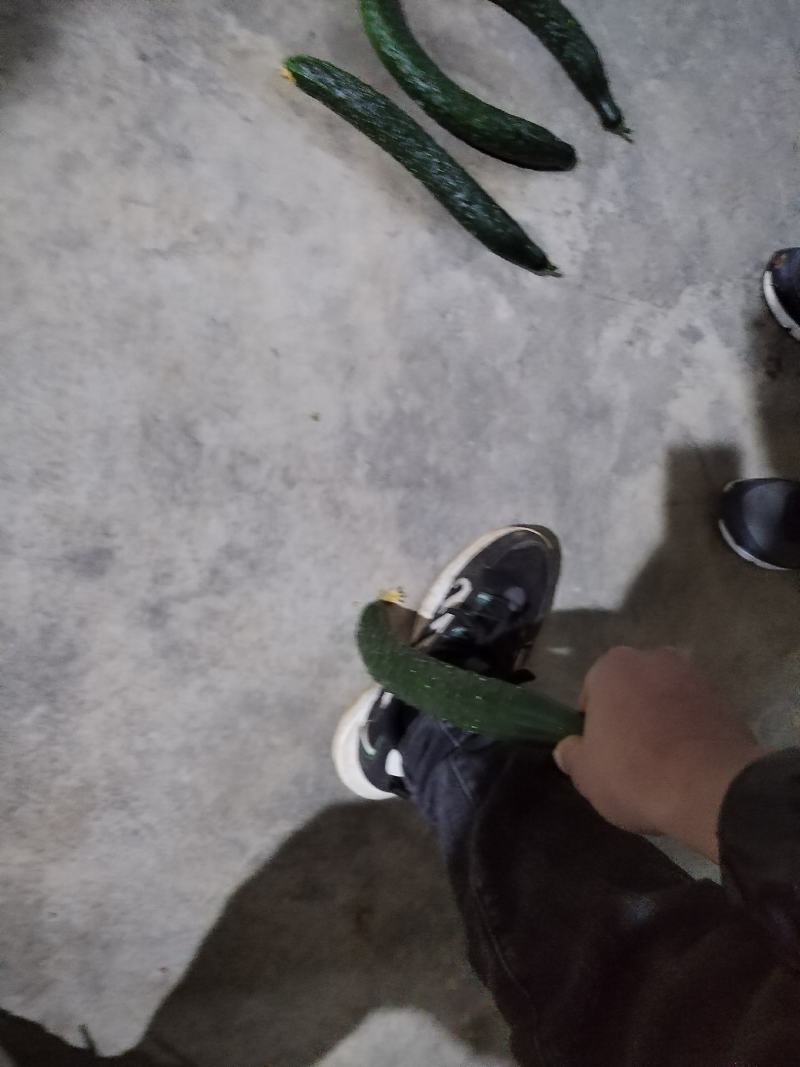 云南高原二级瓜每天，供应，十吨以上需要的老板联系