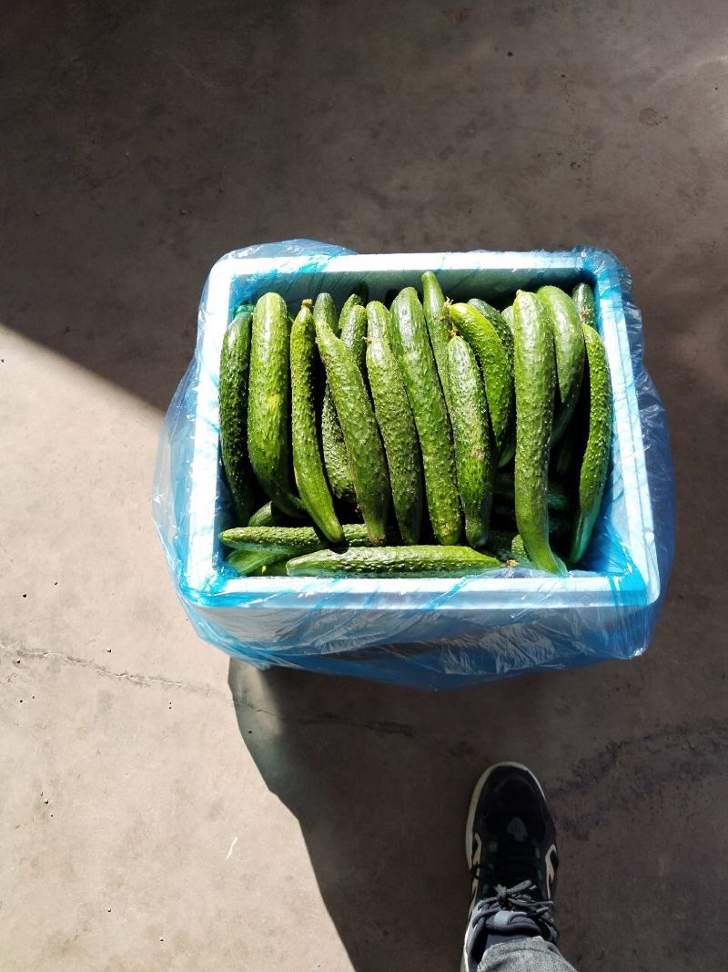 云南高原二级瓜每天，供应，十吨以上需要的老板联系