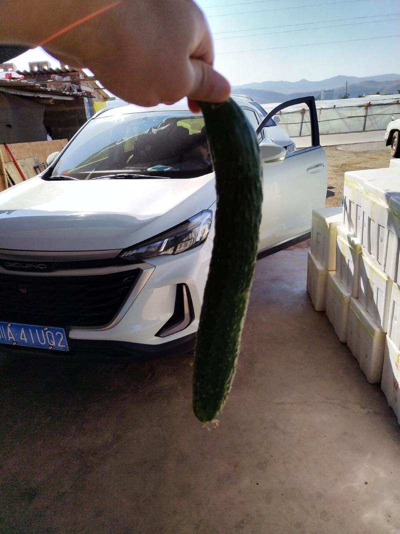 云南高原二级瓜每天，供应，十吨以上需要的老板联系